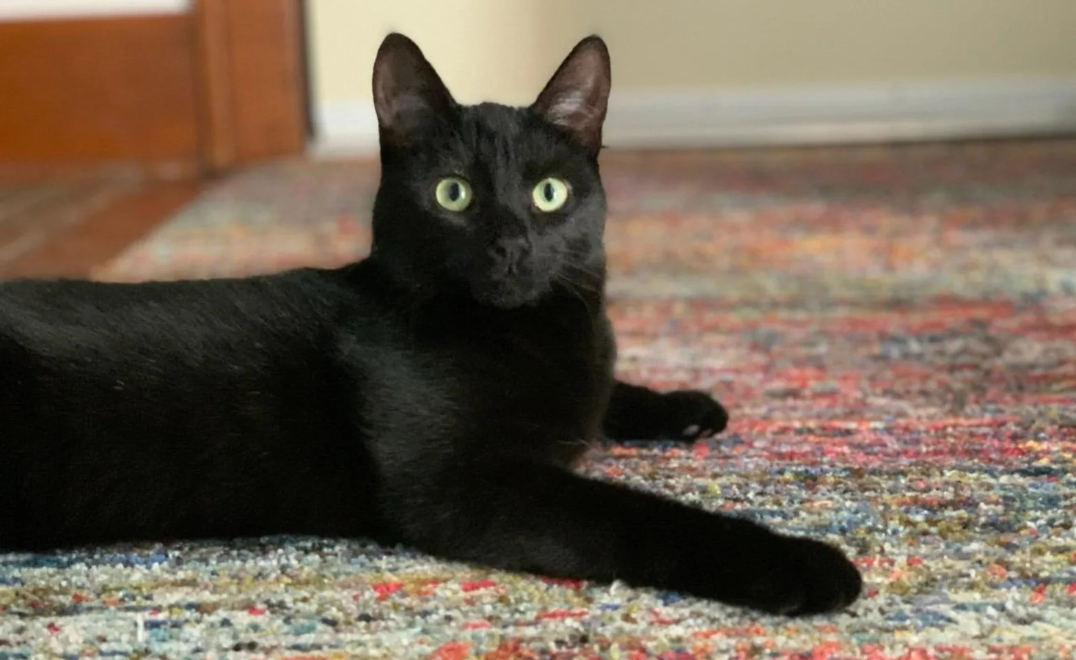 Black cat on a rug.